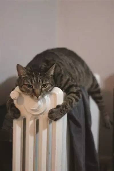 1575526628610637.jpeg 3.jpeg